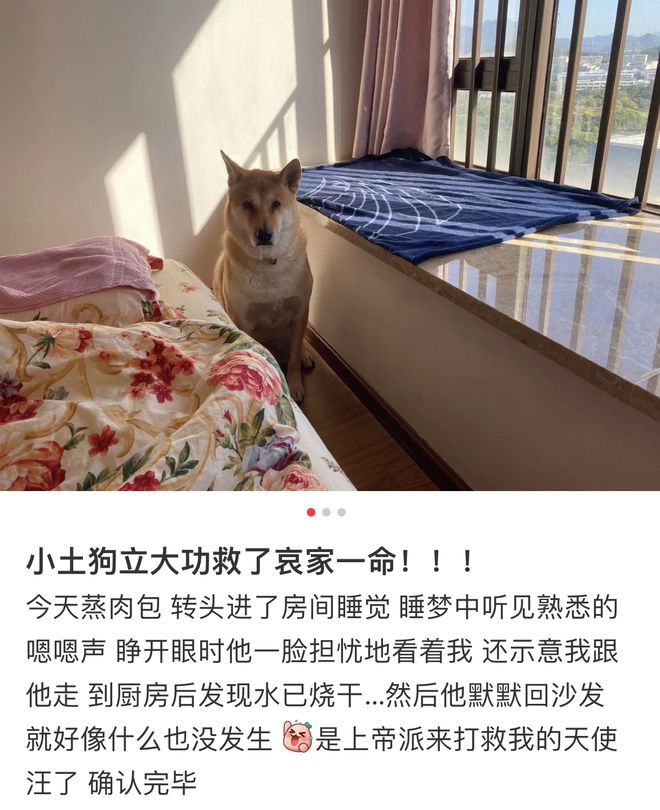 立堂口和家中的狗犯冲吗(家里立堂口)