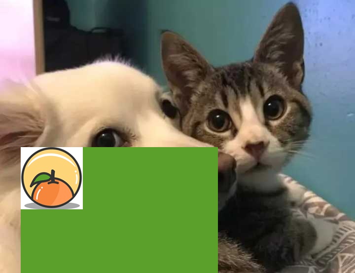 立堂口后梦见猫好不好(有堂口的人做梦)
