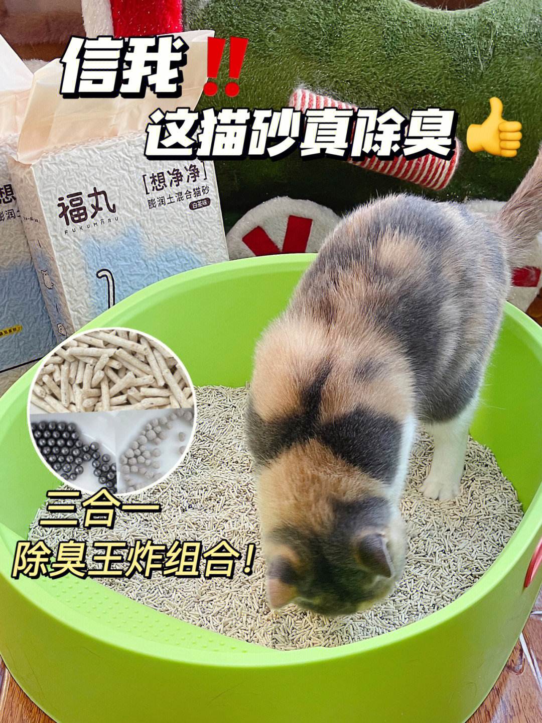 家里立堂口养猫(家里立堂口养猫好吗)