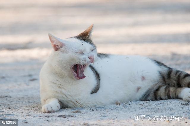 立堂口了打哈欠流泪什么意思(打哈欠流眼泪特别多)