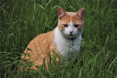立堂口前梦见猫什么意思呀(立堂口前梦见猫什么意思呀女生)