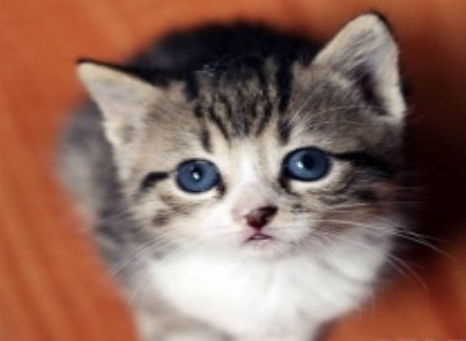 立堂口后梦见猫什么预兆(出马弟子梦见猫是什么仙)